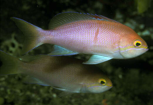 Image of Barrier Reef anthias