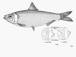 Image of Fimbriated sardine