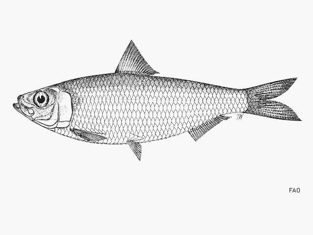 Imagem de Sardinella fimbriata (Valenciennes 1847)