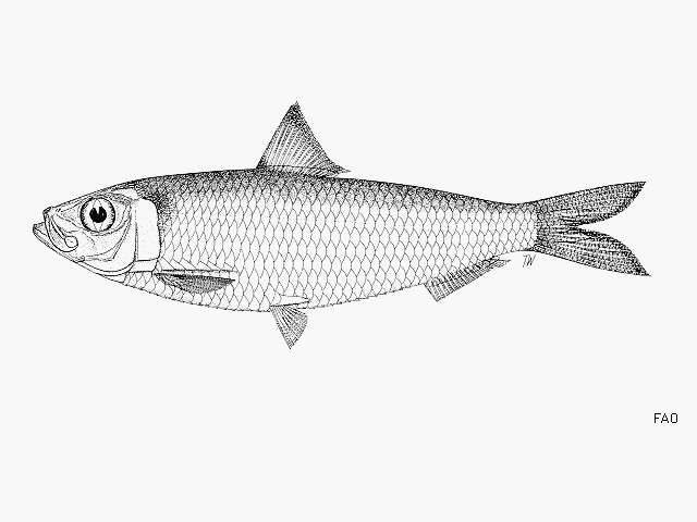 Imagem de Sardinella gibbosa (Bleeker 1849)