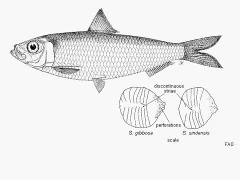 Image of Goldstripe sardinella