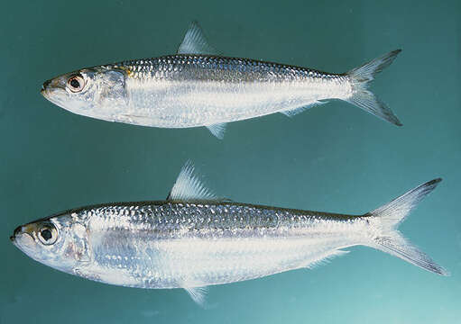 Image of Goldstripe sardinella