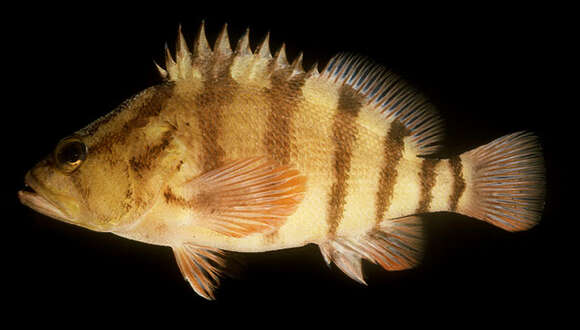 Image of Blackbanded seaperch