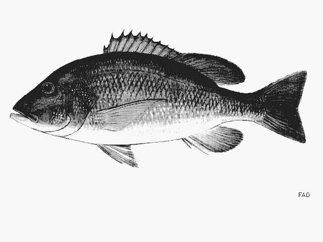 Image of Yellowfin red snapper