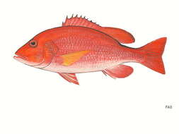 Image of Yellowfin red snapper