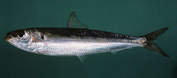 Image of Bali sardinella