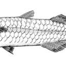 Image of North-west hardyhead