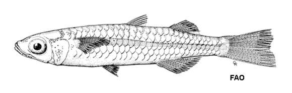 Image of North-west hardyhead