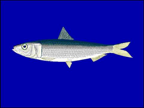 Image of Indian Oil Sardine