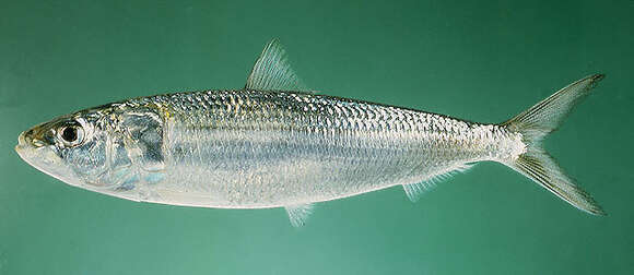 Image of Indian Oil Sardine