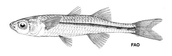 Image of Craterocephalus