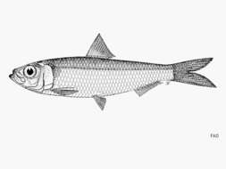 Image of Marguesan sardine