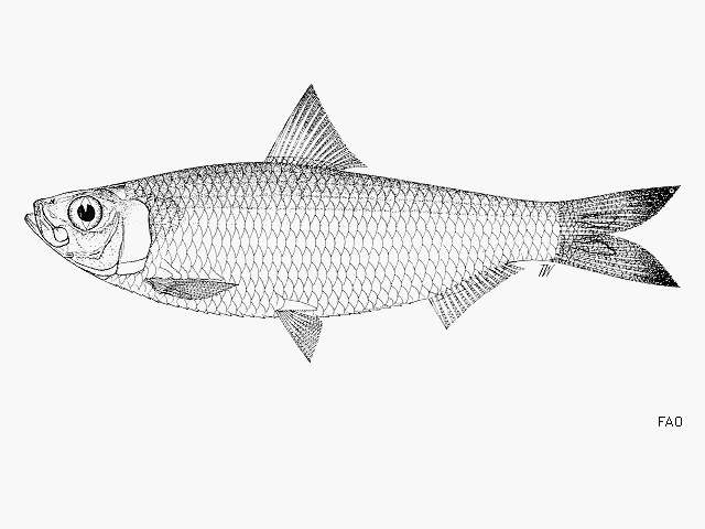 Imagem de Sardinella melanura (Cuvier 1829)