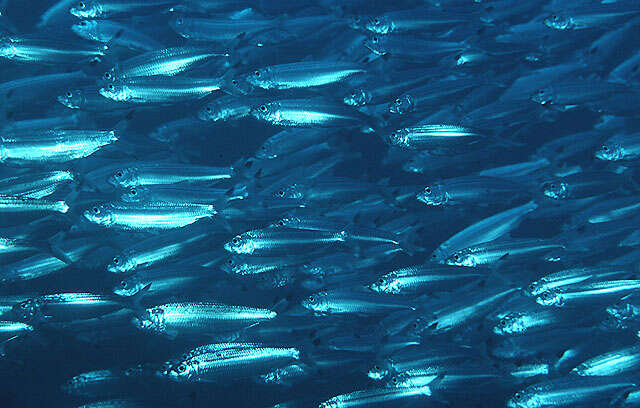 Image of Black-tipped sardine