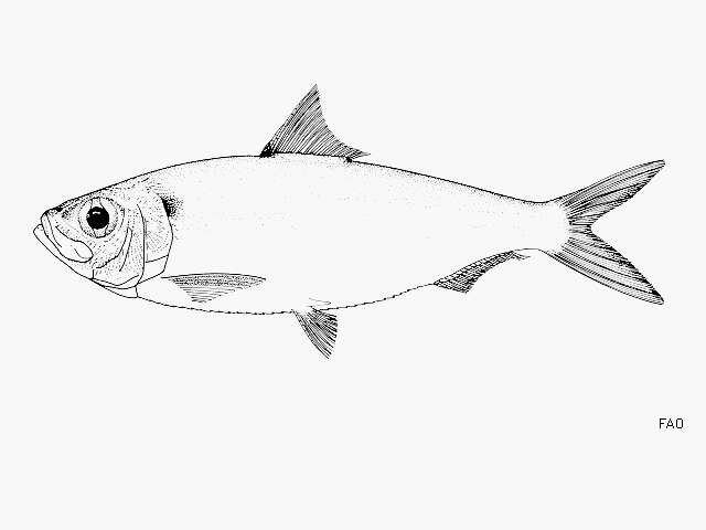 Image of Yellowtail sardinella