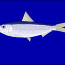 Image of freshwater sardine