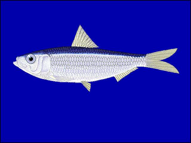 Image of freshwater sardine
