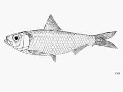 Image of freshwater sardine