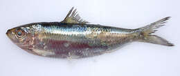 Image de Sardinella tawilis (Herre 1927)