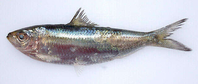 Image of freshwater sardine