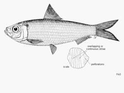 Imagem de Sardinella zunasi (Bleeker 1854)