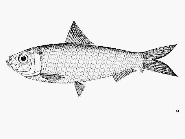 Image of Japanese sardinella