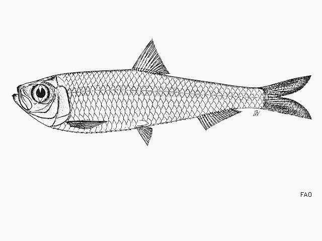 Image of Slender white sardine