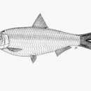 Image of White sardine