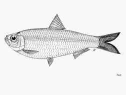 Image of White sardine