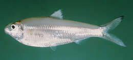 Image of White sardine