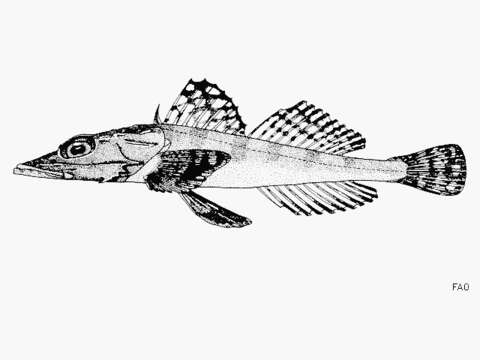 Image of Rogadius