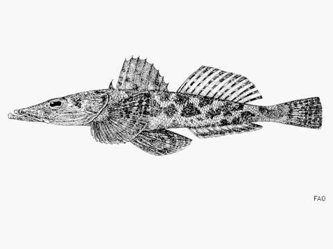 Image of Serrate flathead