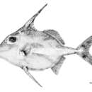 Image of Short-tail tripodfish