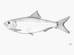 Imagem de Platanichthys platana (Regan 1917)