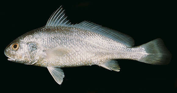 Image of Caroun croaker