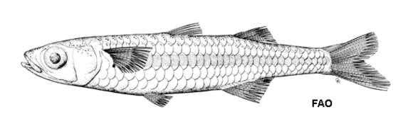 Image of Spotted hardyhead