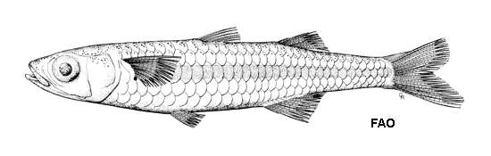 Image of Craterocephalus
