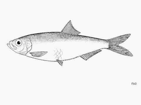 Image of Jenyns&#39;s sprat