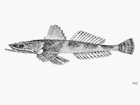 Image of Cantor&#39;s flathead