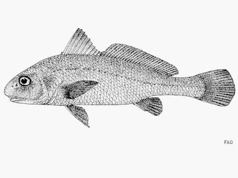 Image of Big-snout croaker