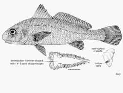 Image of Big-snout croaker