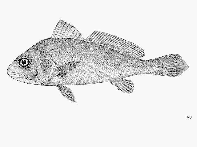 Image of Croaker