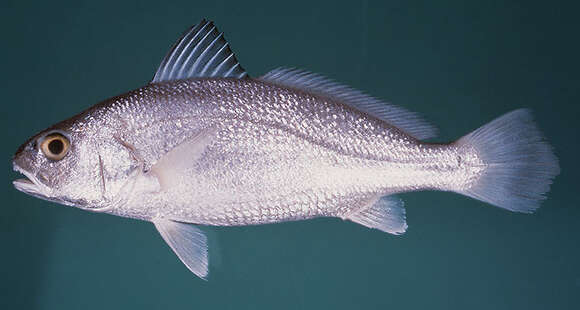 Image of Croaker