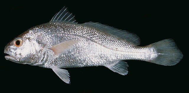 Image of Croaker