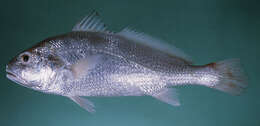 Image of Croaker