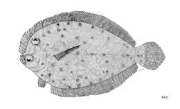 Image of Lord Howe Island flounder