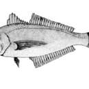 Image of Kotlyar&#39;s cigarfish