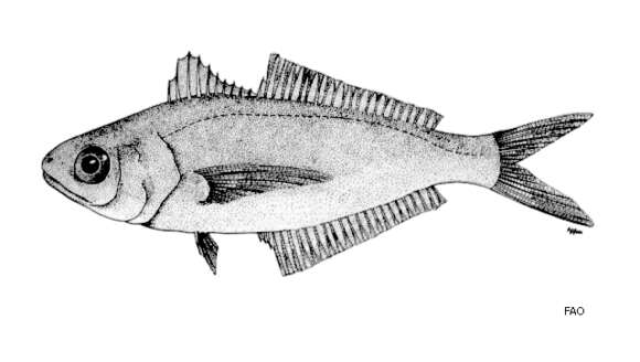 Image of Kotlyar&#39;s cigarfish