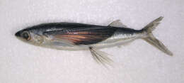 Image of Abe&#39;s flyingfish