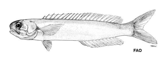 Image de Hoplolatilus chlupatyi Klausewitz, McCosker, Randall & Zetzsche 1978